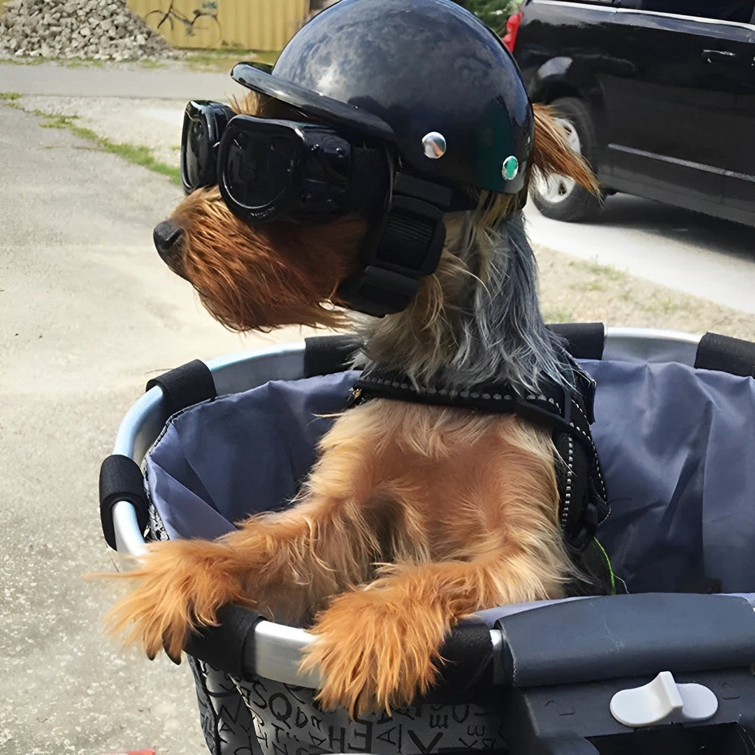 Helmet and Protective Goggles for Dogs – Stylish and Safe