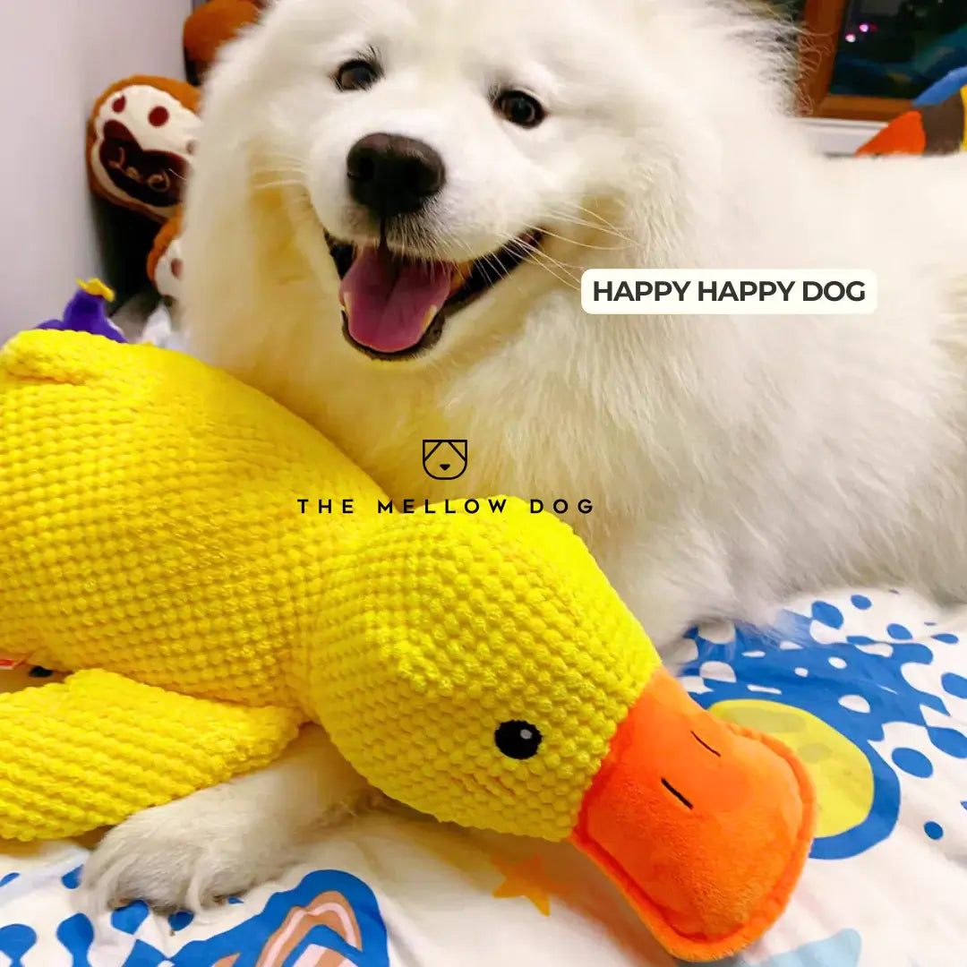 Calming Duck - For Your Dog's Happiness and Wellbeing