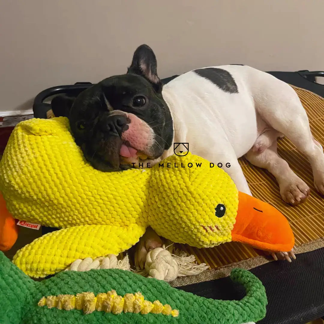 Calming Duck - For Your Dog's Happiness and Wellbeing