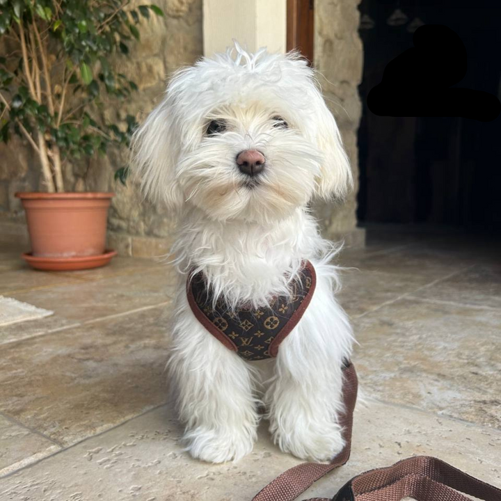 Harness and Lead Set – PawLuxe