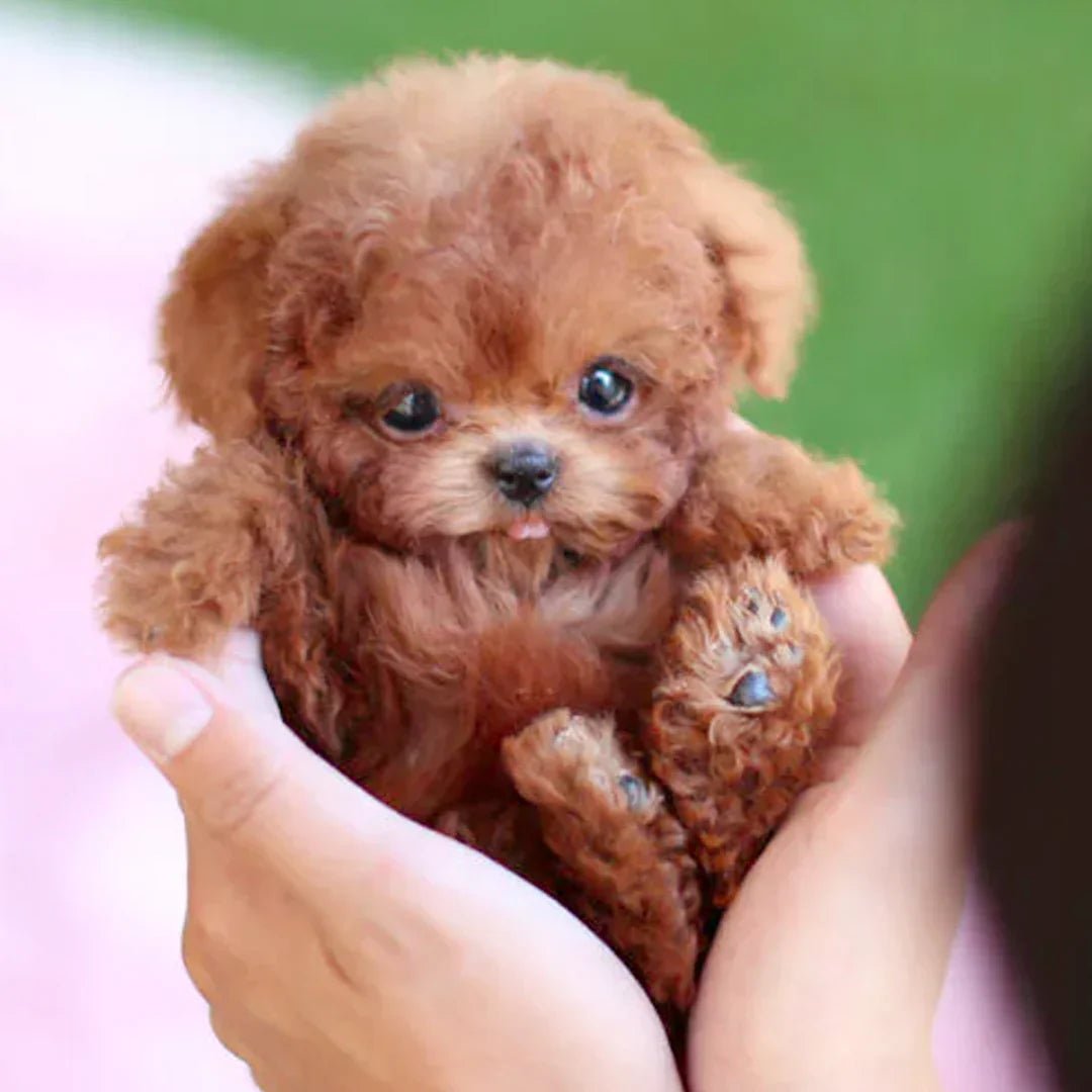 Interactive Plush Dog with Realistic Movements – For Children & Older People