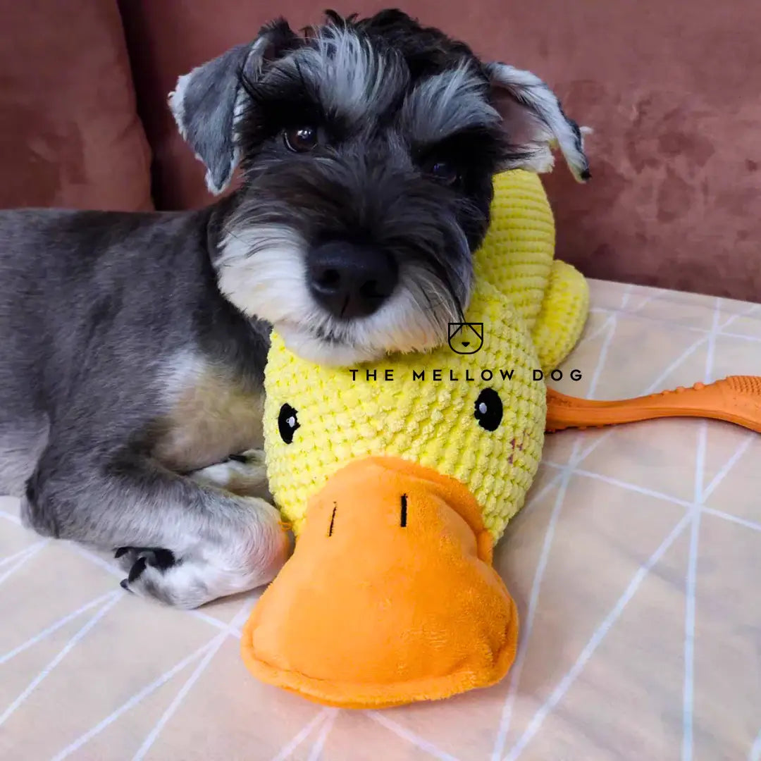 Calming Duck - For Your Dog's Happiness and Wellbeing