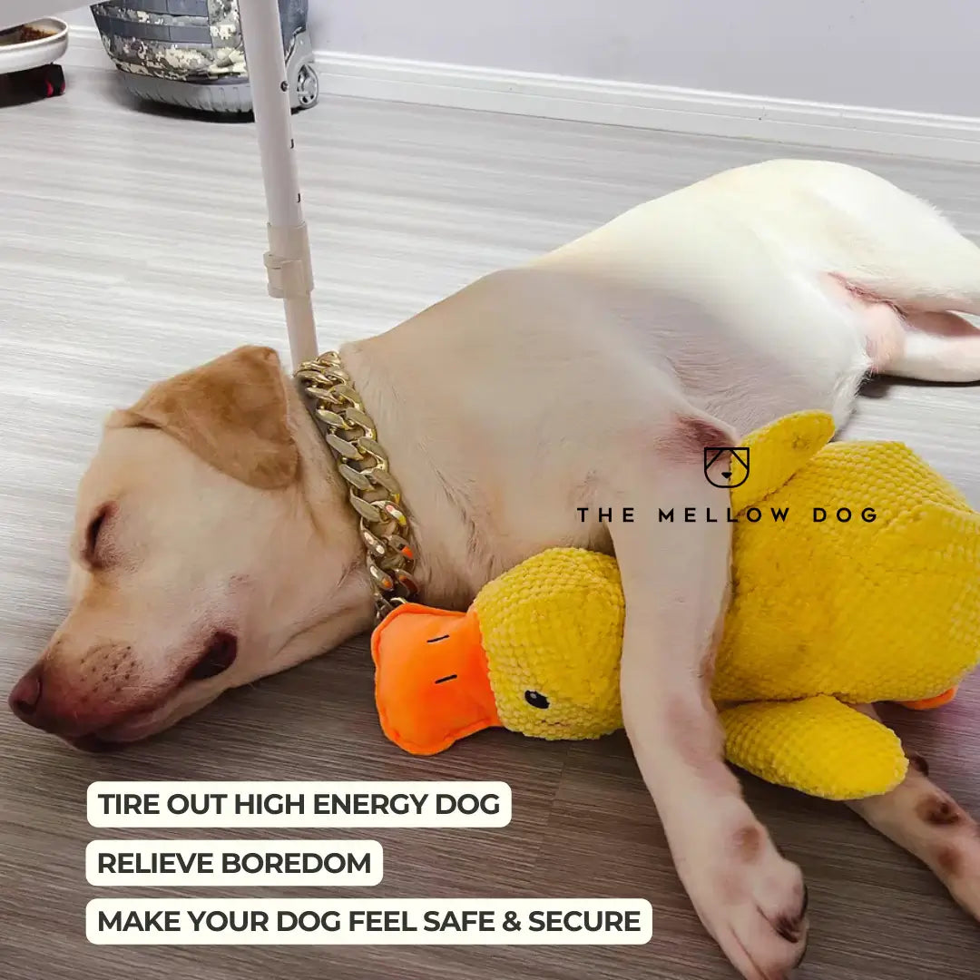 Calming Duck - For Your Dog's Happiness and Wellbeing