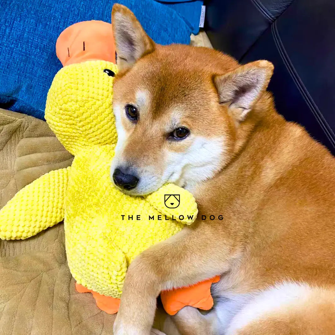 Calming Duck - For Your Dog's Happiness and Wellbeing