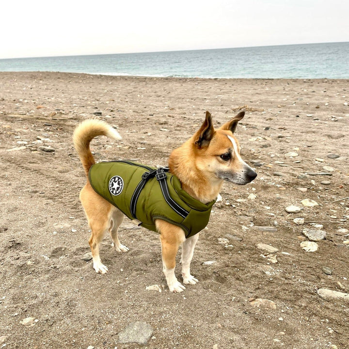 Reflective Windproof and Water-Repellent Dog Jacket with Built-In Harness