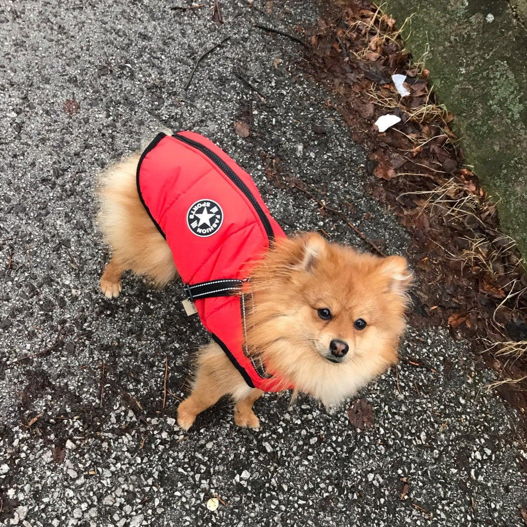 Reflective Windproof and Water-Repellent Dog Jacket with Built-In Harness