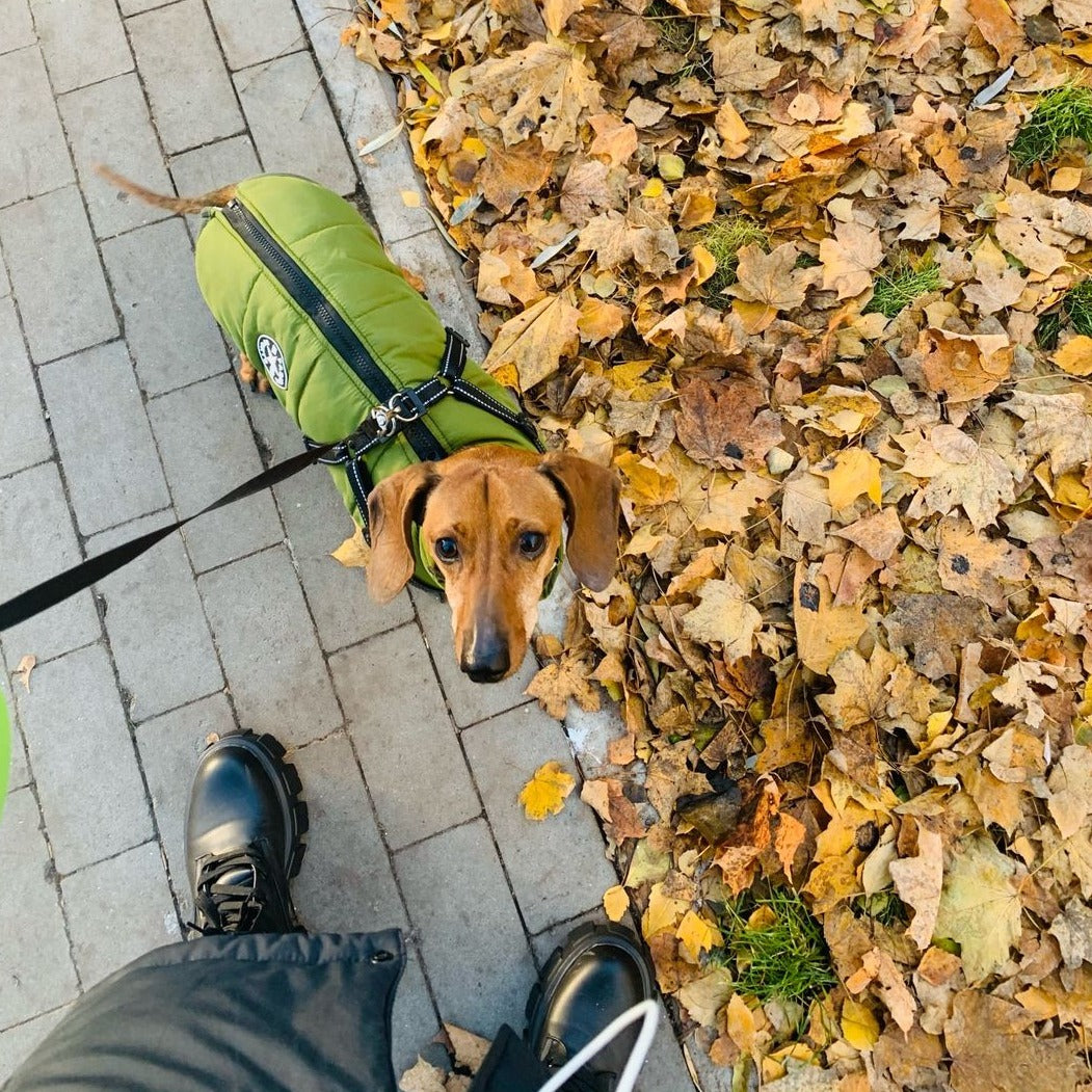 Reflective Windproof and Water-Repellent Dog Jacket with Built-In Harness