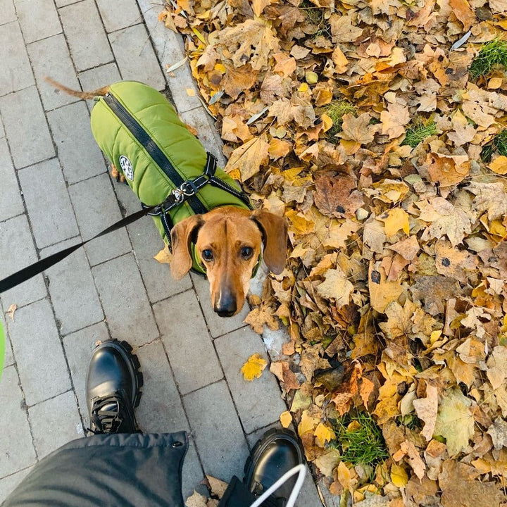 Reflective Windproof and Water-Repellent Dog Jacket with Built-In Harness