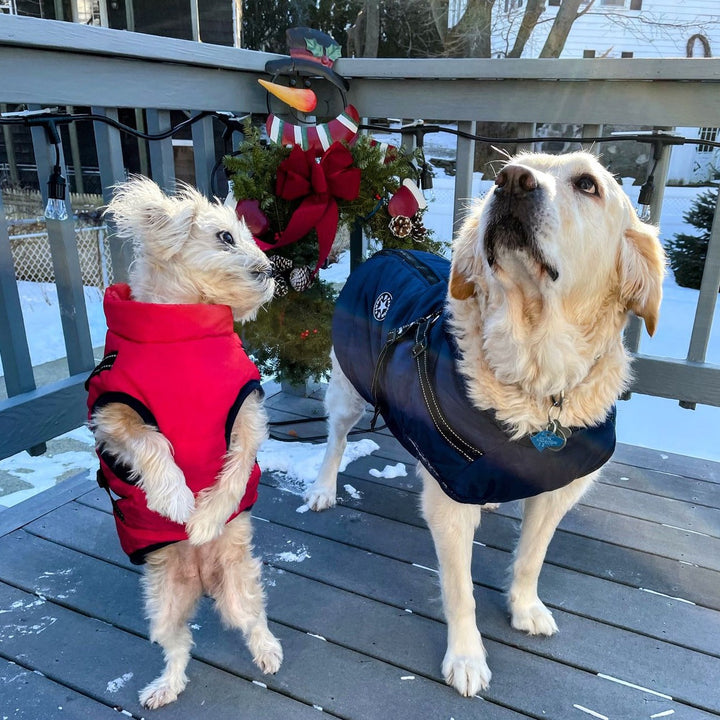 Reflective Windproof and Water-Repellent Dog Jacket with Built-In Harness