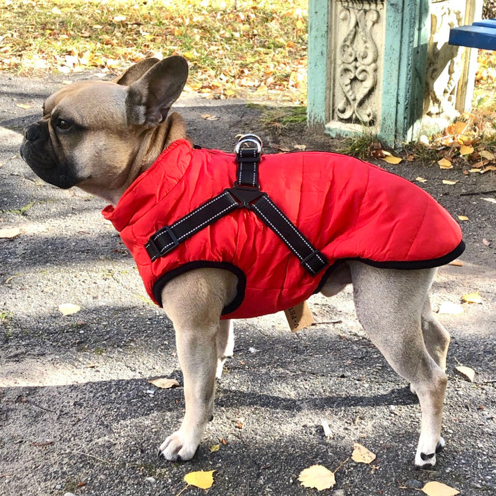 Reflective Windproof and Water-Repellent Dog Jacket with Built-In Harness