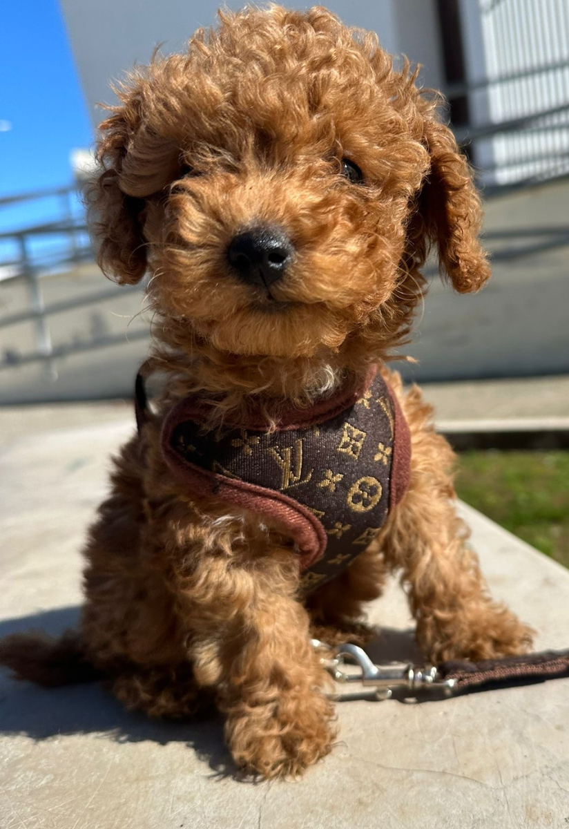 Harness and Lead Set – PawLuxe