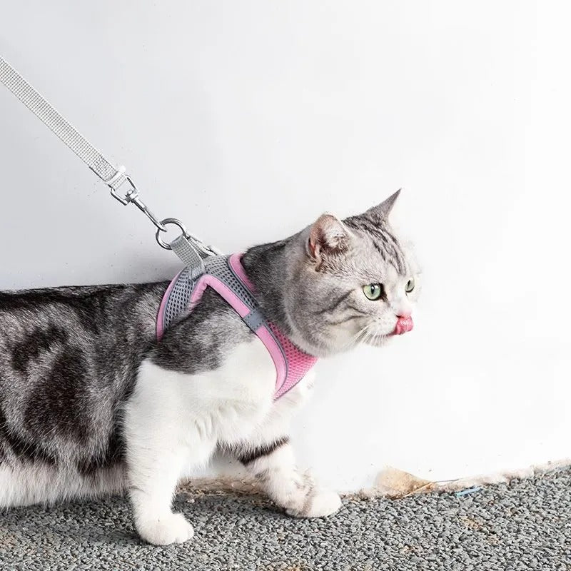 Adjustable Cat Harness with Lead – WhiskerWander