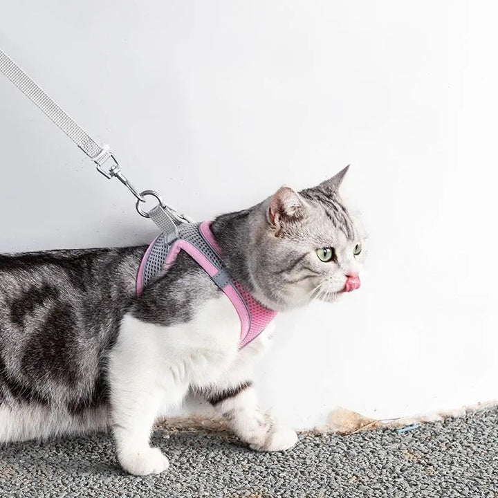 Adjustable Cat Harness with Lead – WhiskerWander