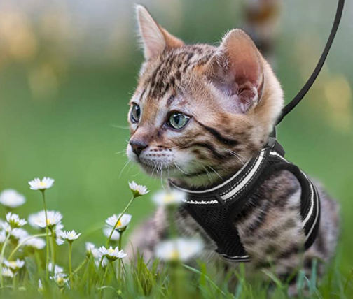 Cat Harness with Leash - Safety and Comfort for Adventures