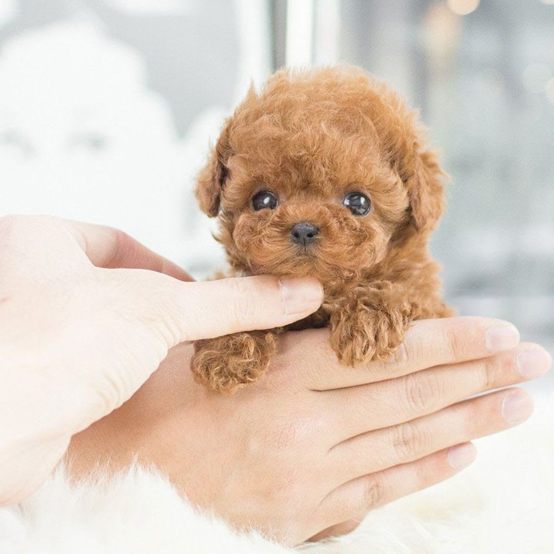 Kids' Realistic Plush Dog Stuffed Animals Toy with Soft Curly Fur and Lifelike Details Walking