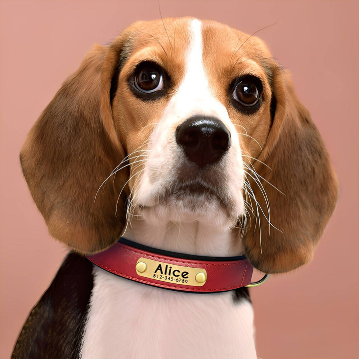 Engraved Leather Dog Collar with Personalised Nameplate