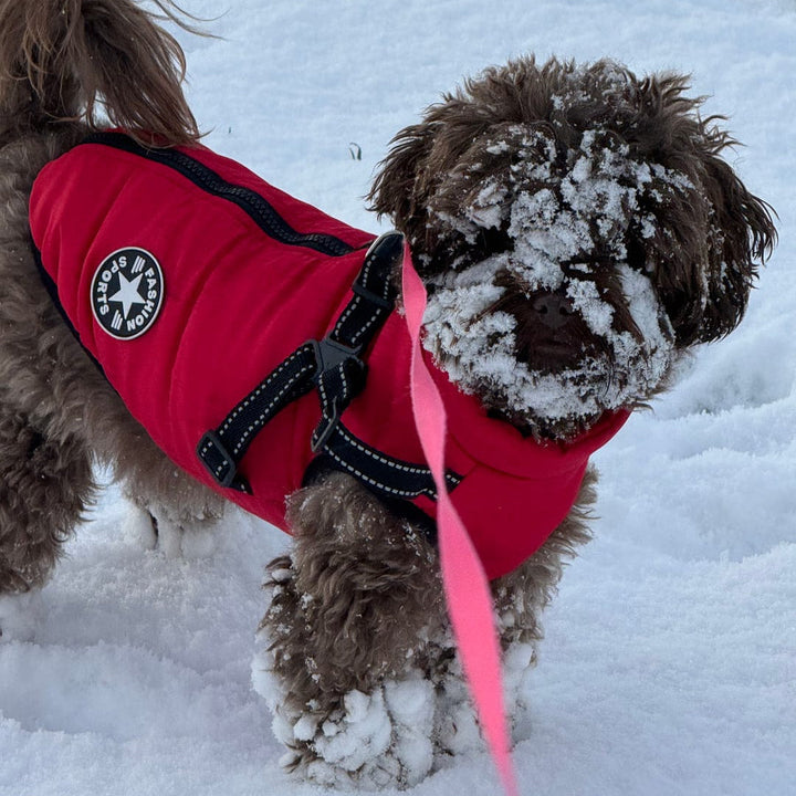 Padded & Lined Winter Dog Coat with Built-In Harness