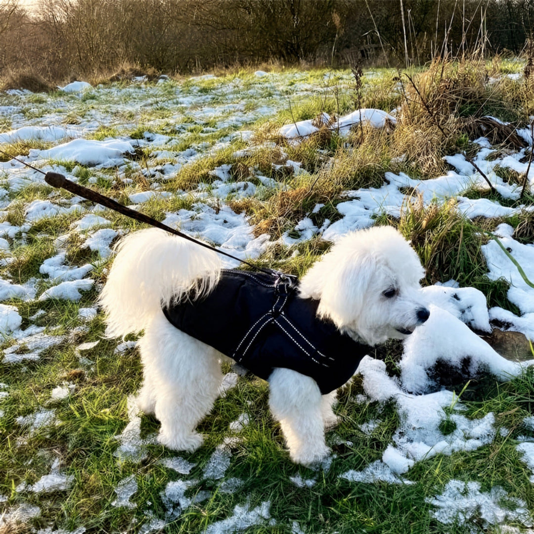 Padded & Lined Winter Dog Coat with Built-In Harness
